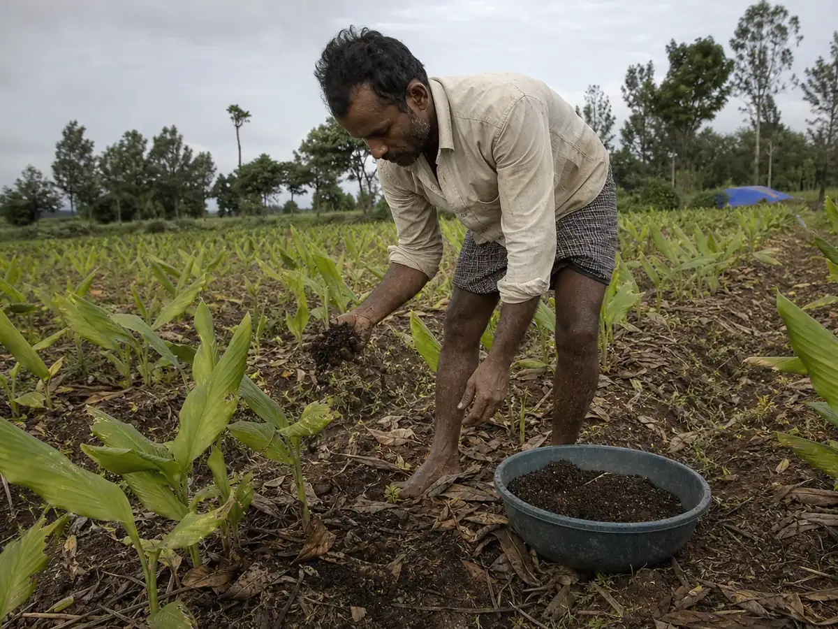 A farmer spreading organic compost by hand along young turmeric rows