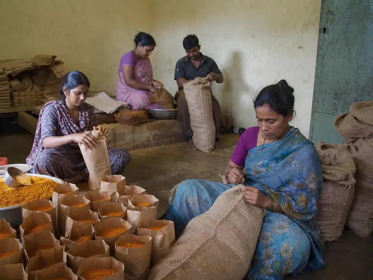 Workers filling kraft bags and jute sacks with turmeric powder